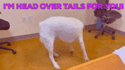 Valentines Day Dog GIF by Peninsula Humane Society & SPCA