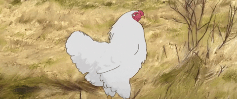 Rooster Dust Bath GIF by TIFF