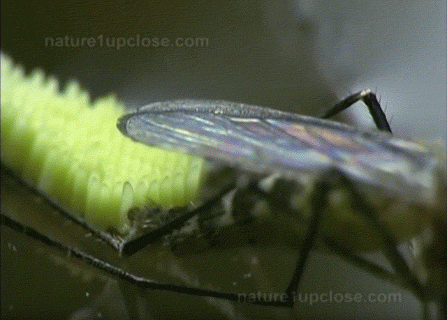 sgvmosquito giphyupload animal science mom GIF