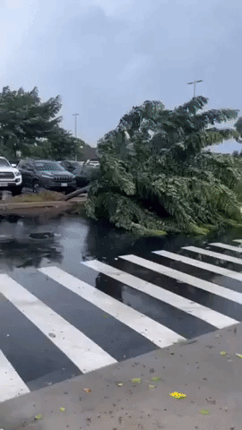 Fierce Winds Tear Down Trees as Storm Moves Over Hawaii