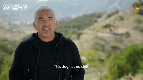 Dogwhisperer GIF by National Geographic Channel