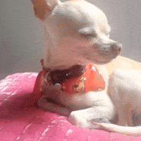 bored dog GIF by Sociedad Fantasma Stickers