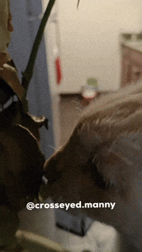 Cat Bite GIF