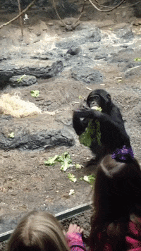 GIF by Cincinnati Zoo