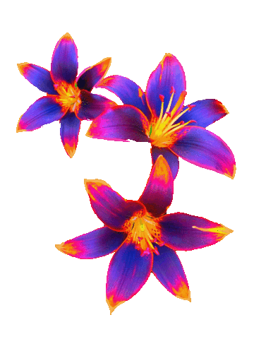 Summer Grow Sticker by daisy maize