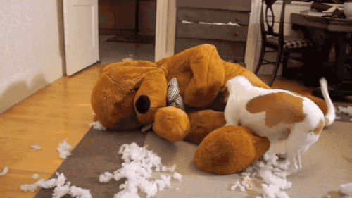 teddy bear dog GIF
