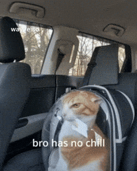 Cats Feels GIF by Darwin