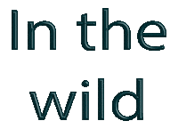 Raramuri wild r onlineshopping sandals Sticker