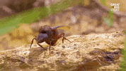 greatbigstory omg creepy ew bug GIF