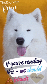 Dog Friends GIF