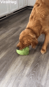 Ben the Golden Plays with Lettuce