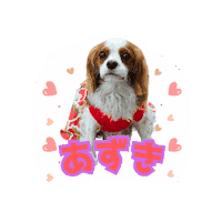 Cavalierkingcharlesspaniel Sticker