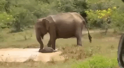 cuteanimalland giphyupload GIF