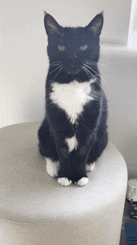 Black And White Cat GIF