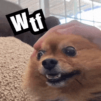 yogisinsta dog wow wtf no way GIF
