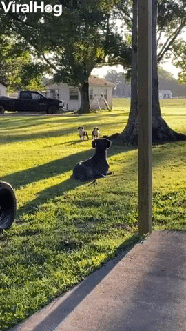 Great Dane Accidentally Scares Neighbor Puppies GIF by ViralHog