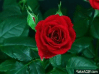 rosa GIF