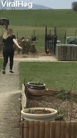 Protective Rooster Sends Woman Running GIF by ViralHog