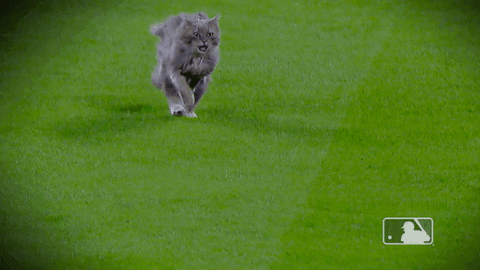 Regular Season Cat GIF by MLB