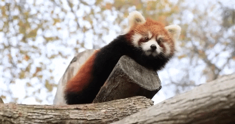Woodlandparkzoo giphygifmaker animals adorable cute animals GIF