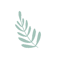 limberlyngarcia aesthetic plant plants leaf Sticker