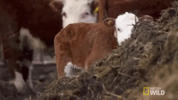 dr oakley yukon vet cow GIF by Nat Geo Wild