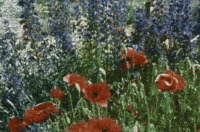 flowers earth day GIF