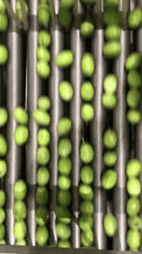 stergioudisolives food nature green snack GIF