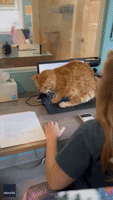 Shelter Cat Seeking Cuddles Parks Himself on Computer Keyboard
