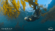 Water Swimming GIF by Nat Geo Wild
