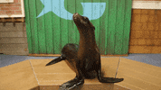 GIF by Georgia Aquarium