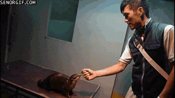 otter GIF by Cheezburger
