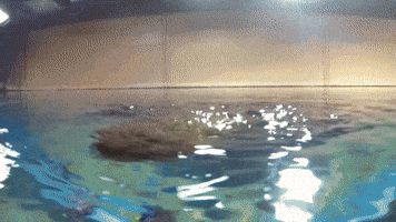georgiaaquarium  GIF
