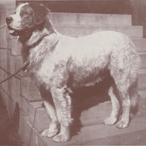 Good Boy Waiting GIF