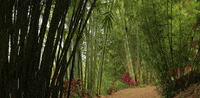 hawaii GIF