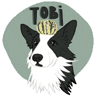 Bordercollie Sticker by LaCasa