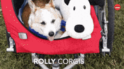 Dog Puppy GIF by BuzzFeed