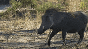 Nat Geo Savage Kingdom GIF by National Geographic Channel
