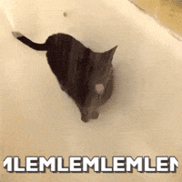 mlem GIF