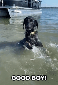 Adorable Dog Struggles to Swim