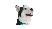 dog Sticker by Hackett London