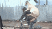 bike with goat GIF by Electric Cyclery