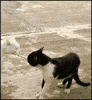 gatos GIF