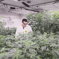 Strainkings GIF by Exclusive Michigan