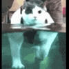 cat GIF by The Videobook
