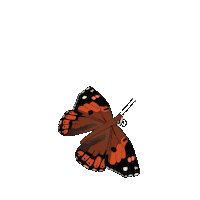 Arielillustrates Sticker by uheheu