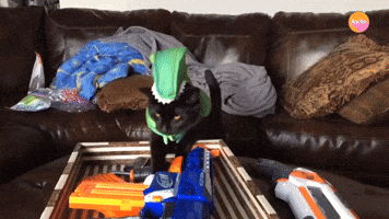 Cats Who Can't Halloween