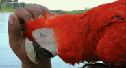 Bird Chilling GIF