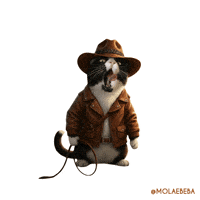 Harrison Ford Cat GIF