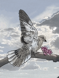 Drawing Bird GIF